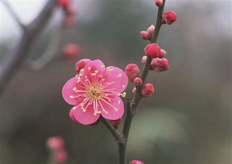 梅花寓意